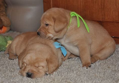 labrador puppies for sale buffalo ny|poughkeepsie ny labrador breeders.